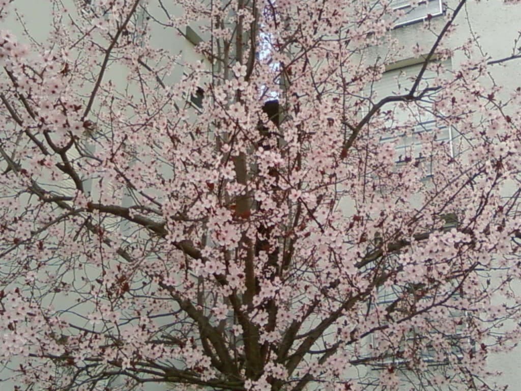 Image d'illustration pour Printemps précoce et pollution : vos photos