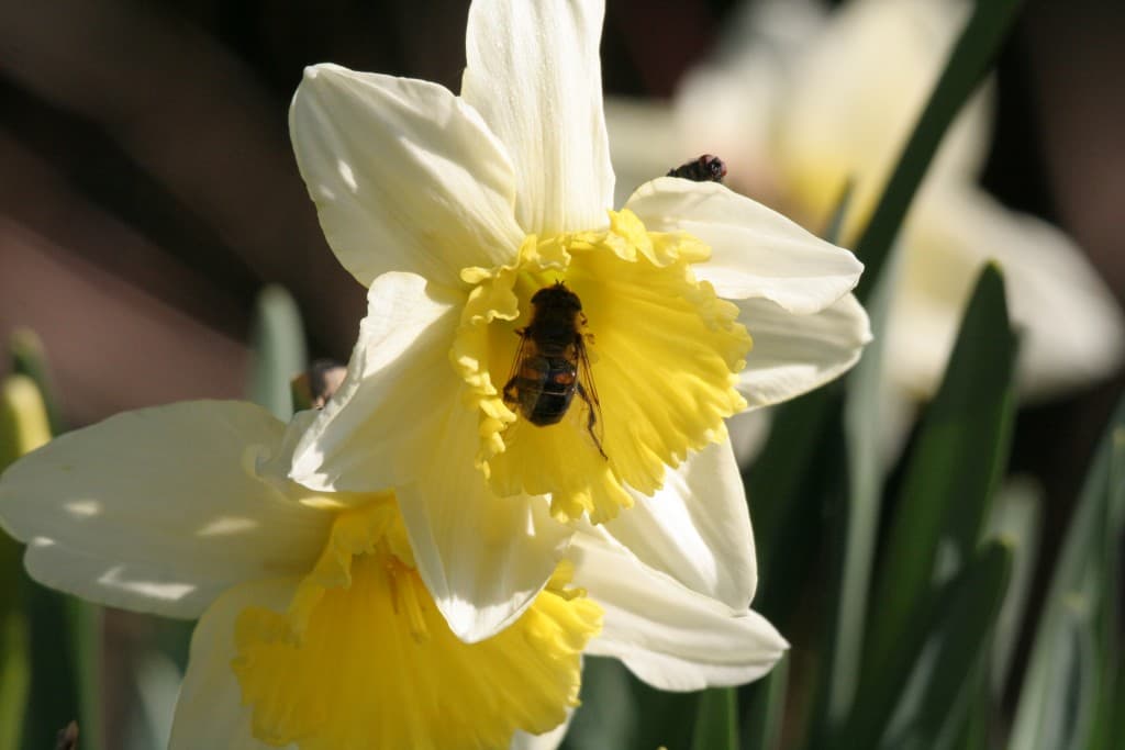 Image d'illustration pour Printemps précoce et pollution : vos photos