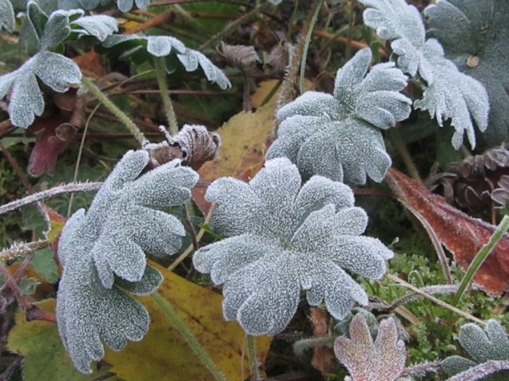 Image d'illustration pour Vos plus belles photos de givre