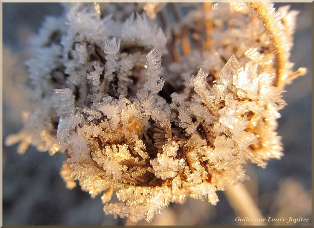 Image d'illustration pour Vos plus belles photos de givre