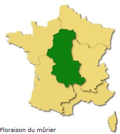 Image d'illustration pour Les pollens de graminées passent à l'offensive !