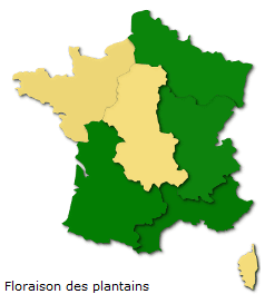 Image d'illustration pour Les pollens de graminées passent à l'offensive !