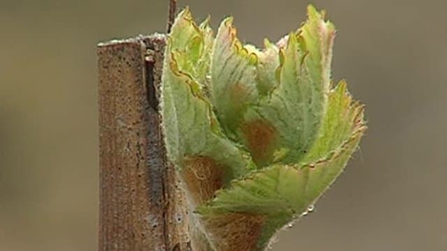 Image d'illustration pour Printemps doux : 2 semaines d'avance pour la vigne en Champagne