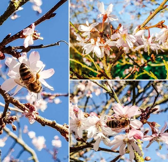 Image d'illustration pour Soleil & douceur réveillent précocément végétation & pollens