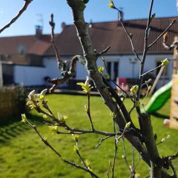 Image d'illustration pour Soleil & douceur réveillent précocément végétation & pollens