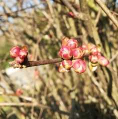 Image d'illustration pour Soleil & douceur réveillent précocément végétation & pollens