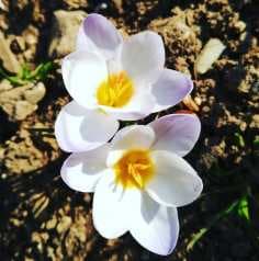 Image d'illustration pour Soleil & douceur réveillent précocément végétation & pollens