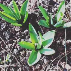 Image d'illustration pour Soleil & douceur réveillent précocément végétation & pollens