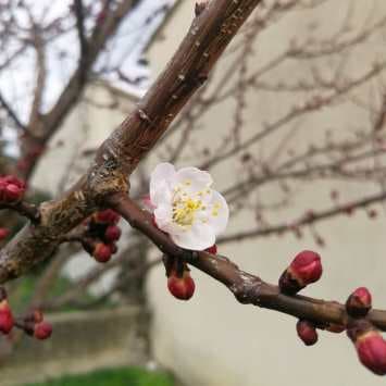 Image d'illustration pour Soleil & douceur réveillent précocément végétation & pollens