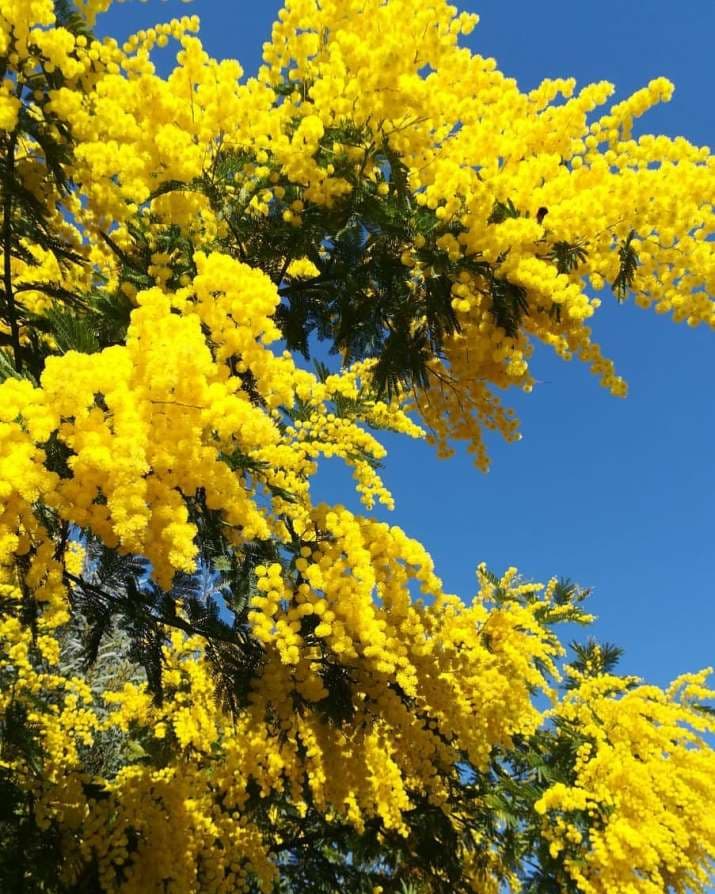 Image d'illustration pour Soleil & douceur réveillent précocément végétation & pollens